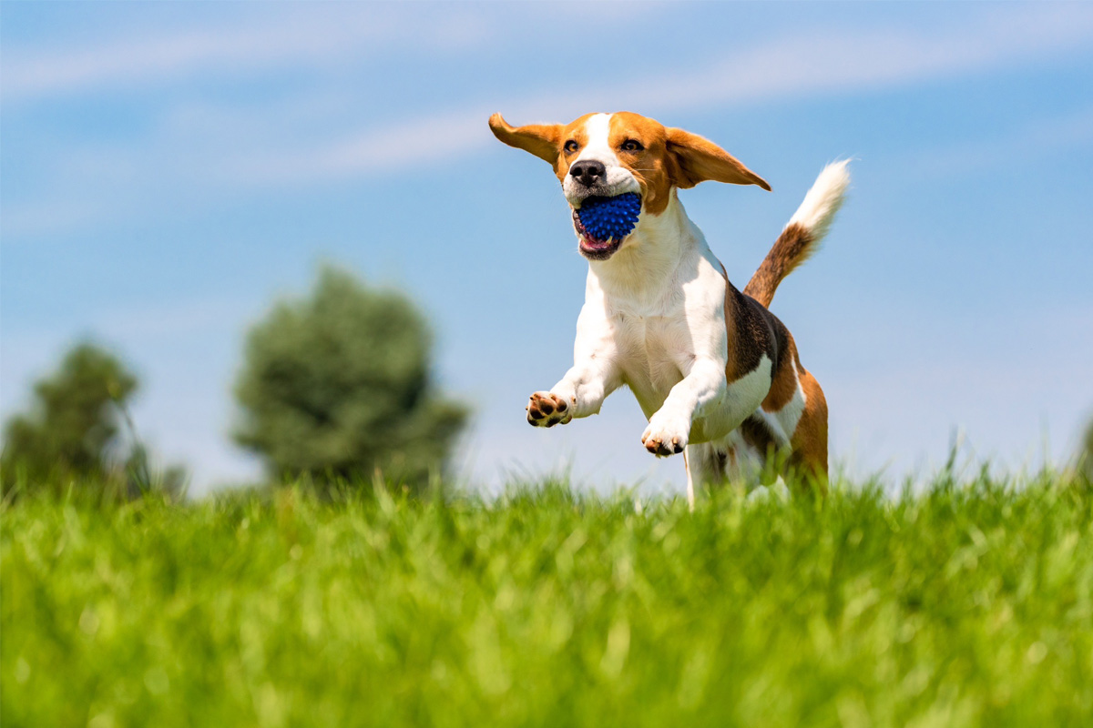 沖洲ドッグガーデン